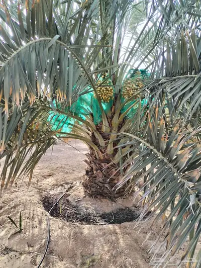 نخل نبتة سالم مجدول جثايث 0