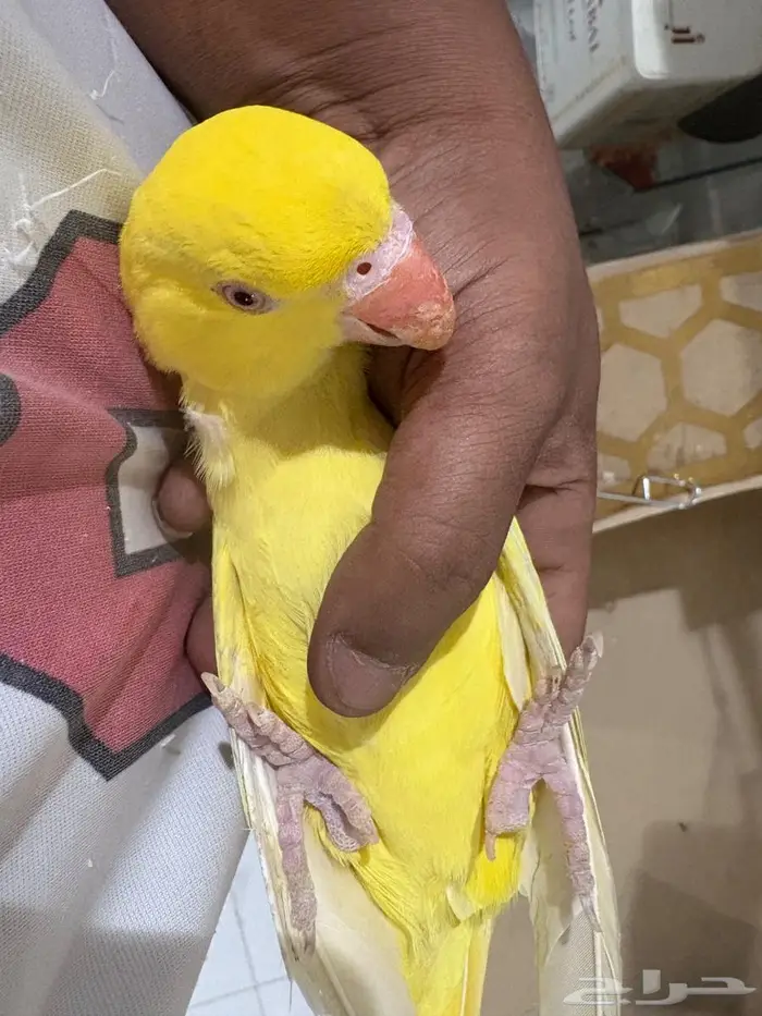 دره هولنديه 3