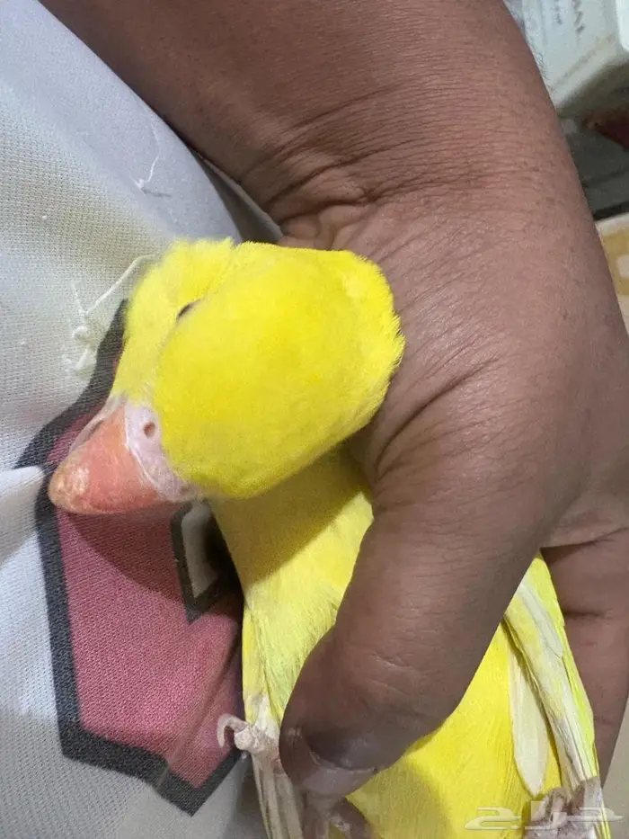 دره هولنديه 2