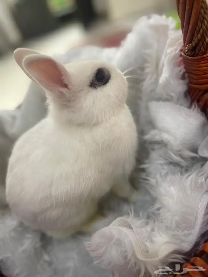أرنب قزم هوتوت (Dwarf Hotot) نادر جد ا - نذرلاند 0