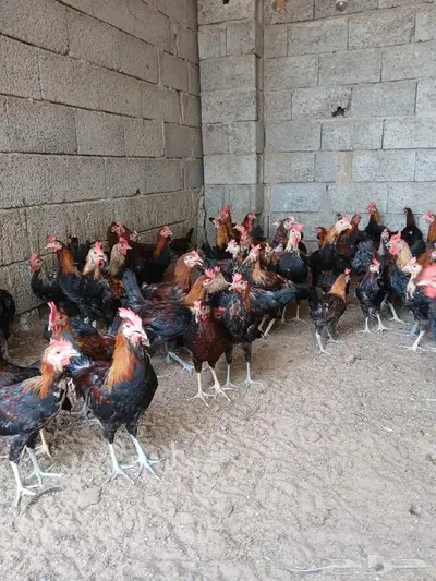 فروخ ديوك عربي 0