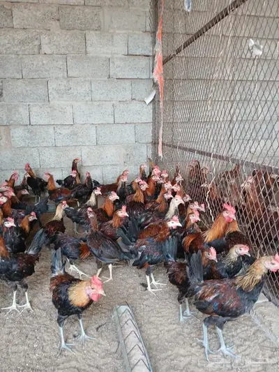 فروخ ديوك عربي 2