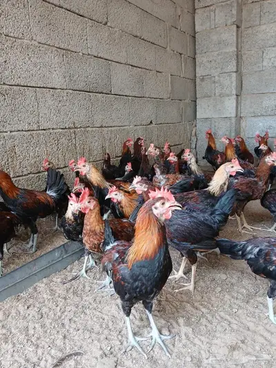 فروخ ديوك عربي 3