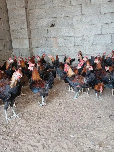 فروخ ديوك عربي 4