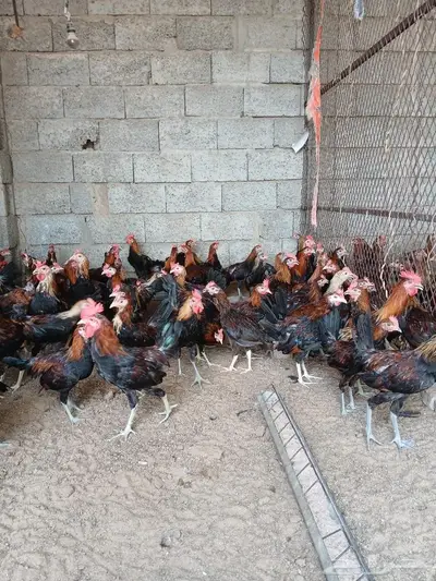فروخ ديوك عربي 5