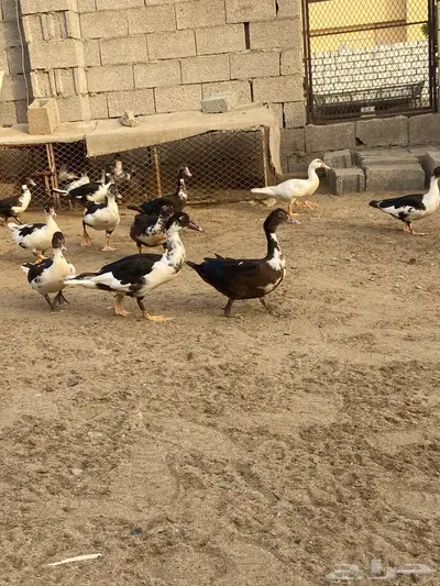 بط بلدي 0