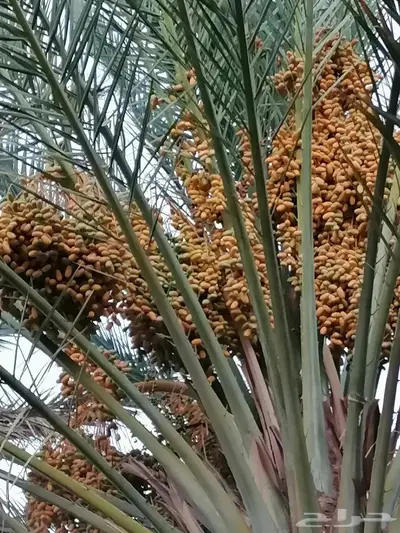 صيف مزرعة تمر برني العلا - العذيب 1