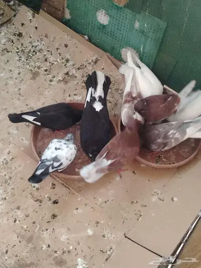 اجواز حمام للبيع 7