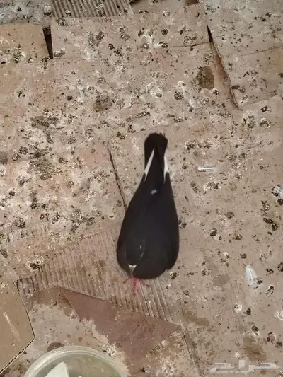 اجواز حمام للبيع 10