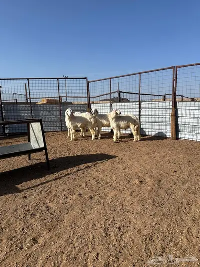 ذبيحتك لباب بيتك 3