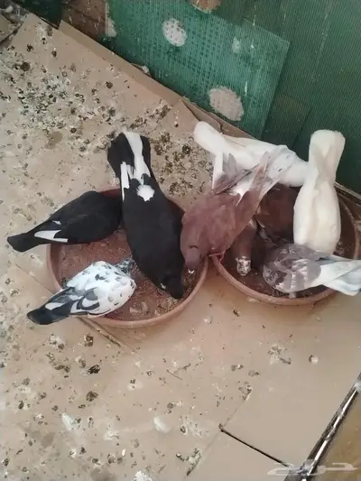 اجواز حمام للبيع 0