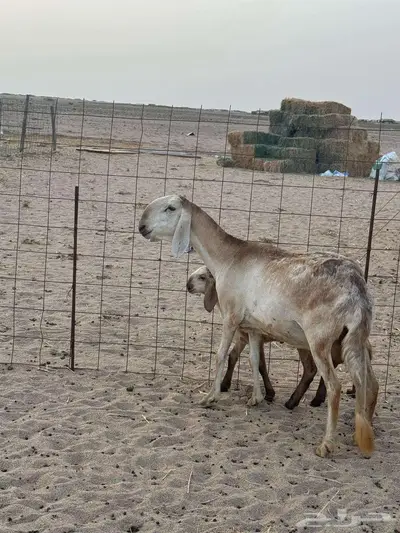 درمانيه 1
