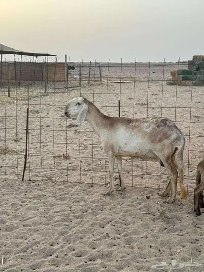 درمانيه 0