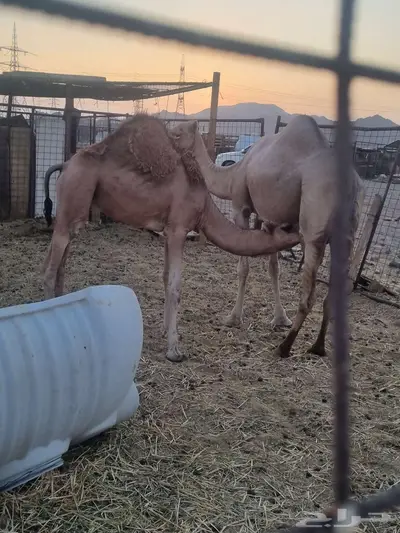 قعود للبيع 0