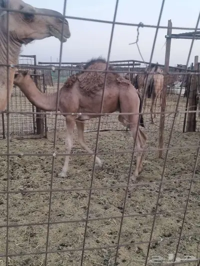 قعود للبيع 2