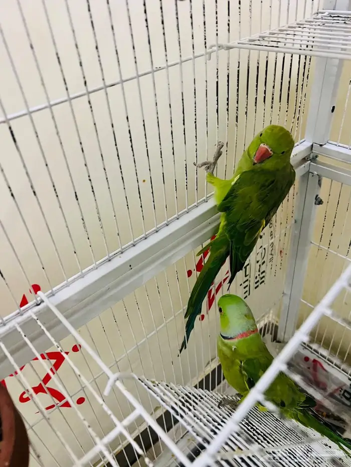 عرض مميز لعشاق الطيور 1