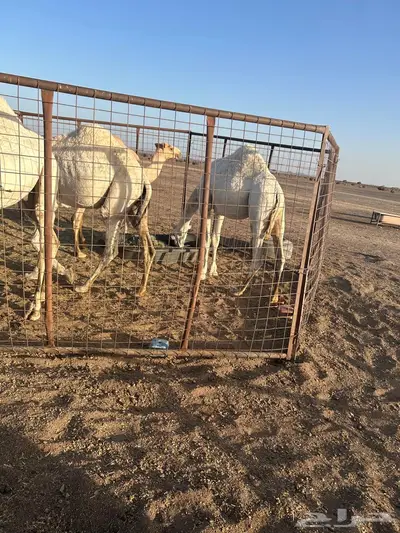 القعدان المفاريد فل الفل 1