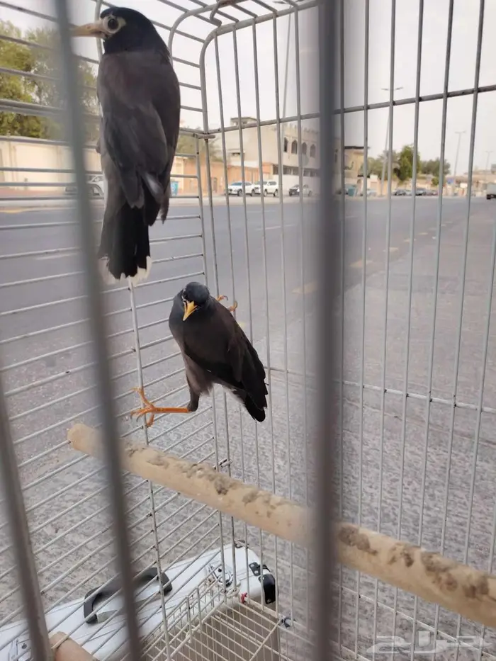 طير مينو يتكلم للبيع 1