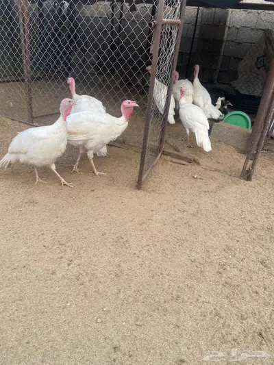 دجاج رومي للبيع 1