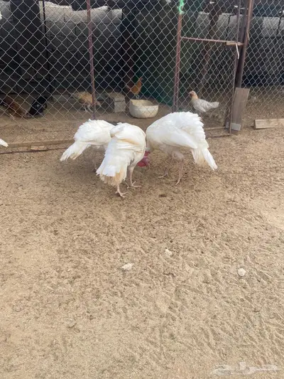 دجاج رومي للبيع 0