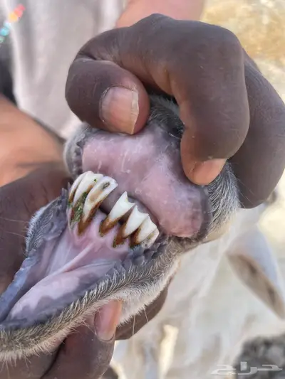 نعجه دافع 1