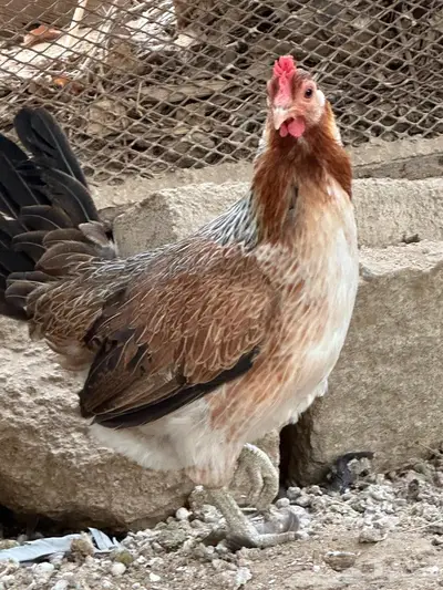 دندراوي فاخر - ماكنتوش بفروخ 4