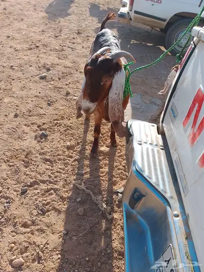 عنز والد ثنيه 3