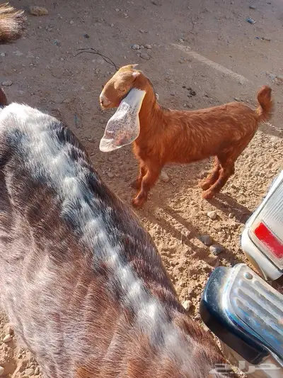 عنز والد ثنيه 2