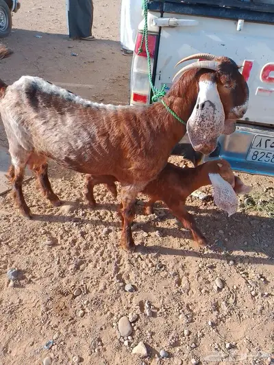 عنز والد ثنيه 1