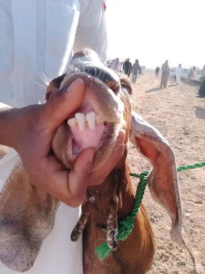 عنز والد ثنيه 0