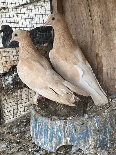 زوج صنعاني للبيع 0