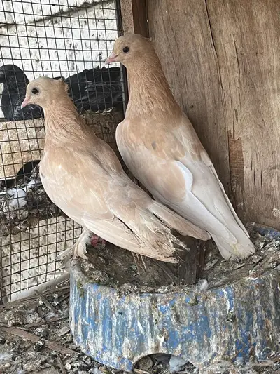 زوج صنعاني للبيع 1