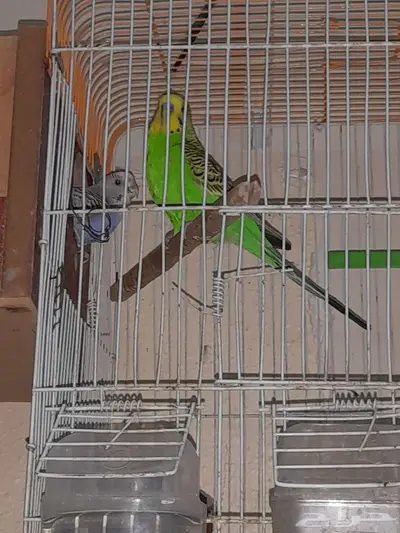 جوز بادجي 1
