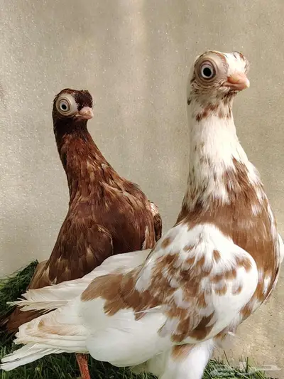 طبه كوري 0