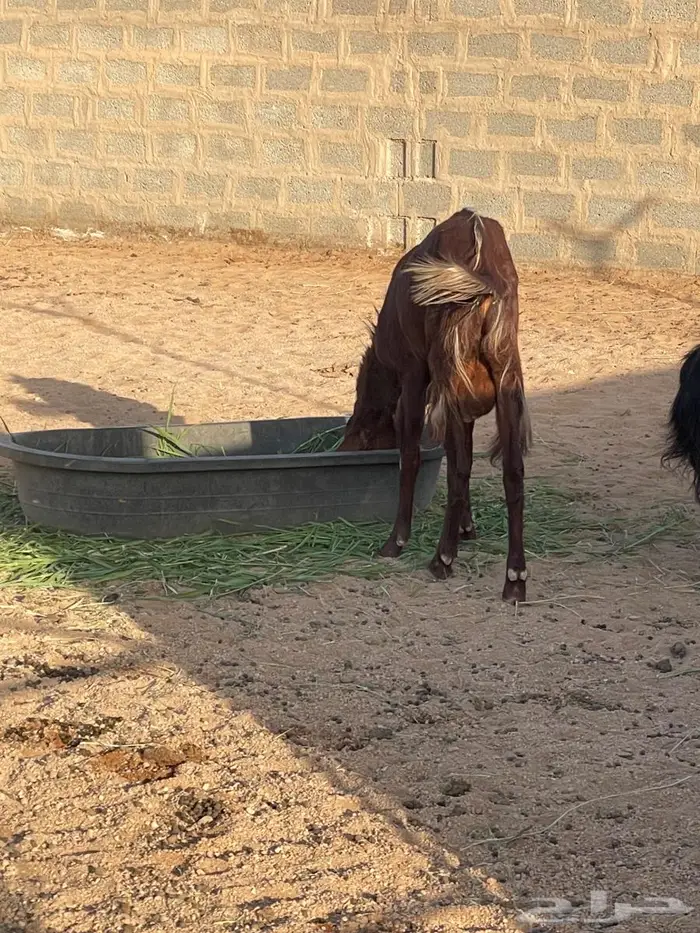 تيس رباع هولندي 3