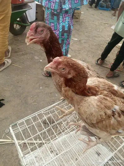 للبيع 1