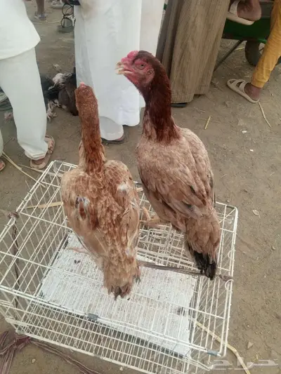 للبيع 0