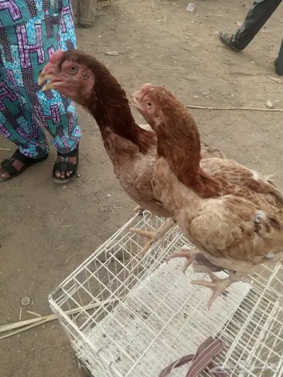 للبيع 2