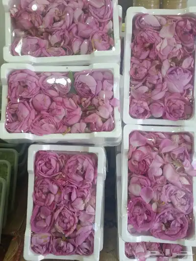 ورد ونعناع المدينه عضوي 1