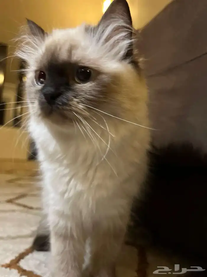قطط هملايا 1