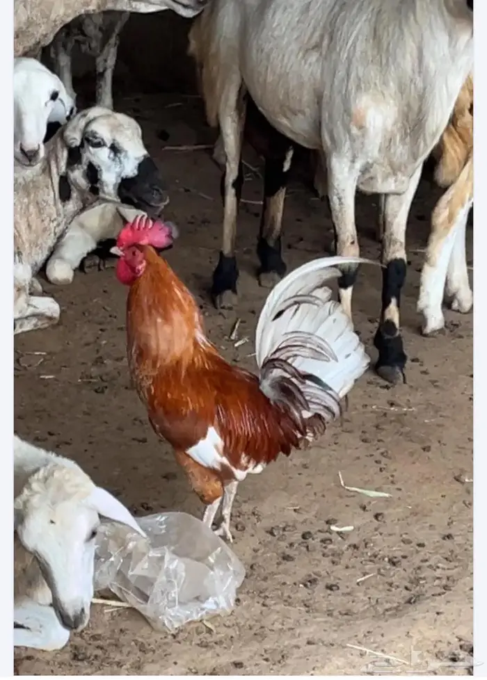 ديوك بلدي 0