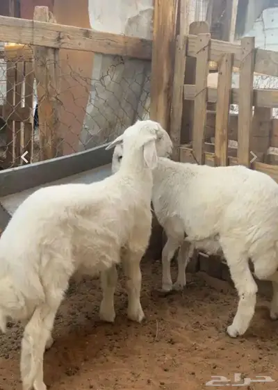 طليان حري للبيع 0