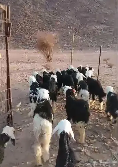 طليان ورخال تربيه 0