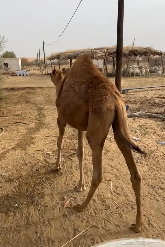 حاشي لباني للبيع 0