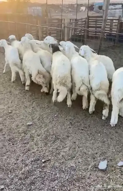 طليان 0