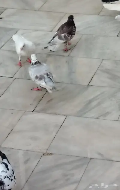 اجواز حمام للبيع 2