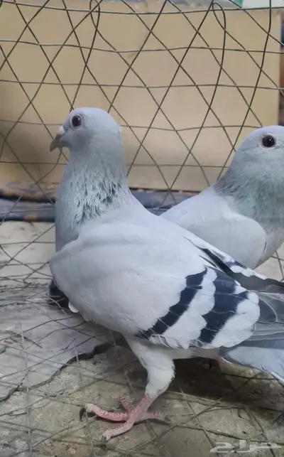 تم البيع حمام زاجل فواتح 0