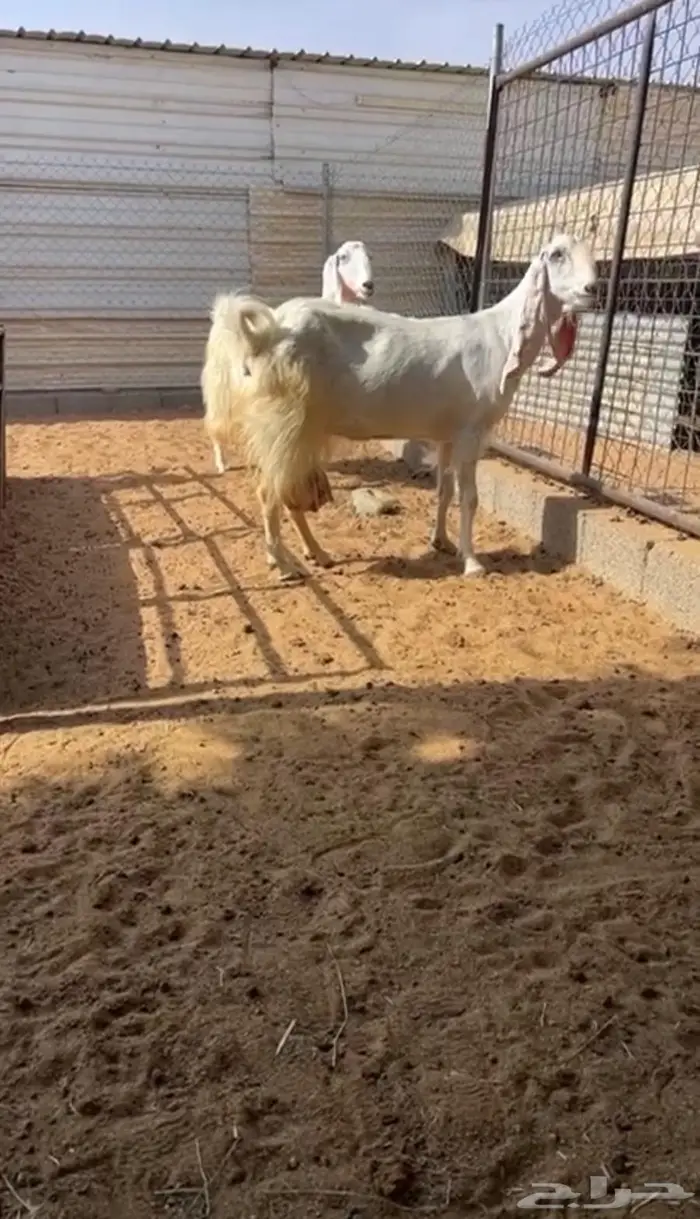 معزاء حليب طيبات 3