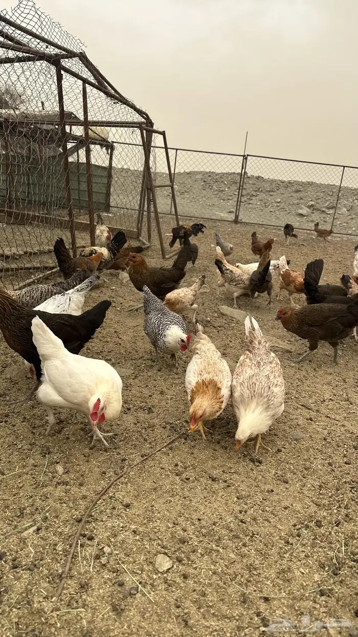 دجاج بلدي بياض 0