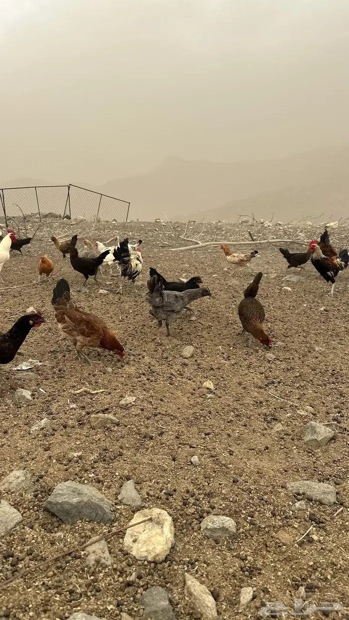 دجاج بلدي بياض 1